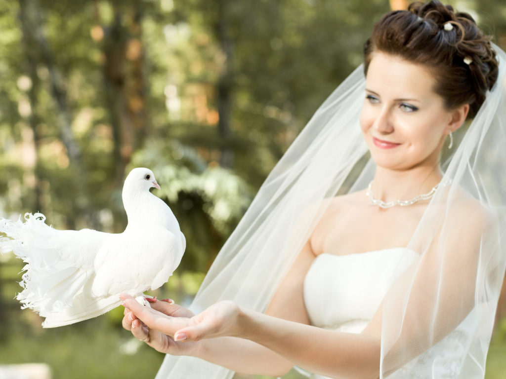 Hochzeitstauben