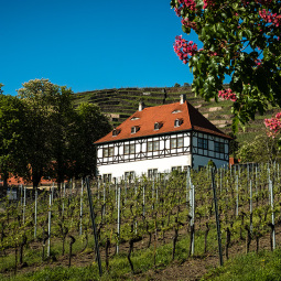 006_Hofloessnitz_Weinberg_im_Sommer_30.-April-2018